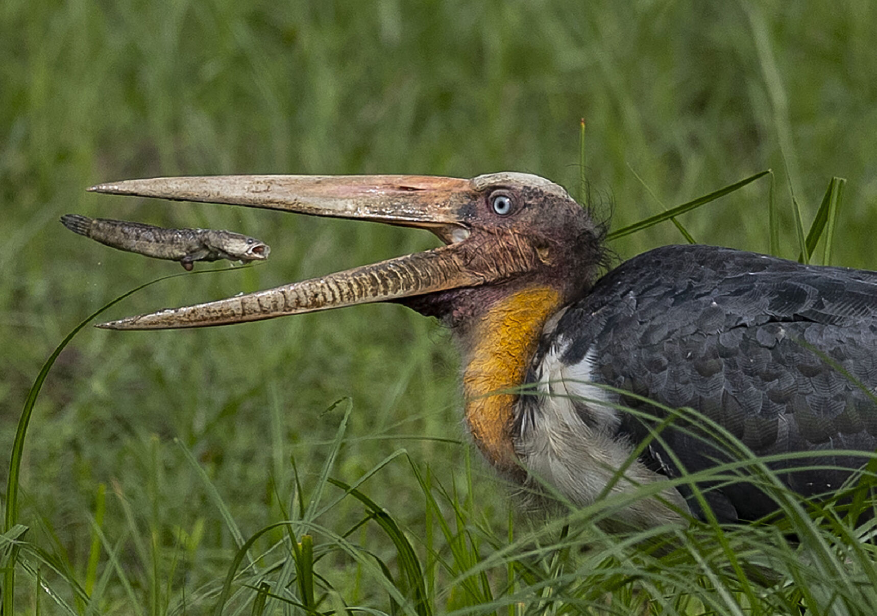 APTOPIX India Wildlife